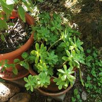 pianta di Sedum Palmeri 