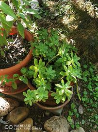 pianta di Sedum Palmeri 