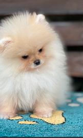 Spitz della Pomerania