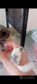 Minighiro