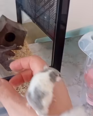Minighiro