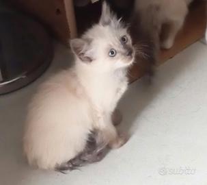 Gattini