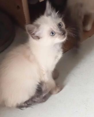 Gattini