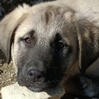 Kangal