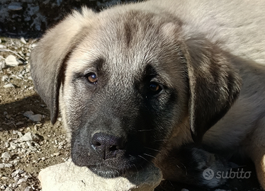Kangal