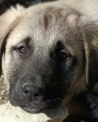 Kangal