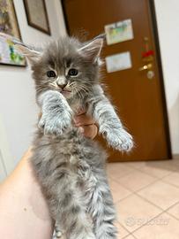 Cuccioli Maine Coon