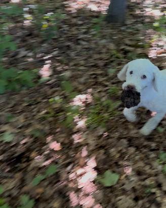 Cani da tartufo Lagotto Romagnolo