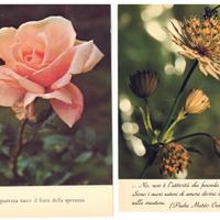 LOTTO N. 12 CARTOLINE A COLORI CON FIORI –VINTAGE
