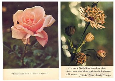 LOTTO N. 12 CARTOLINE A COLORI CON FIORI –VINTAGE
