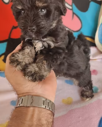 Cucciolo di maltipo