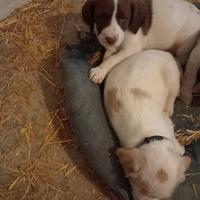Lagotto bracca/pionter tartufi