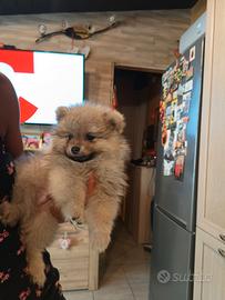Spitz tedesco nano "POMERANIA"