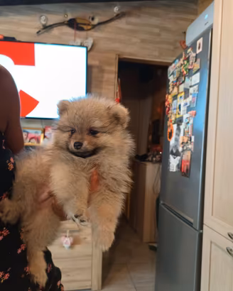 Spitz tedesco nano "POMERANIA"