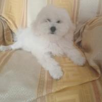 Cucciolo di barboncino toy