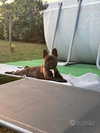 Accoppiamento bulldog francese