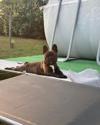 Accoppiamento bulldog francese