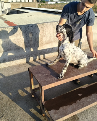Setter inglese