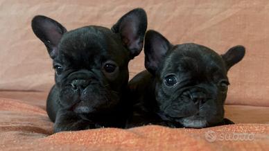 Cucciole graziose di bulldog francese