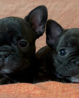 Cucciole graziose di bulldog francese