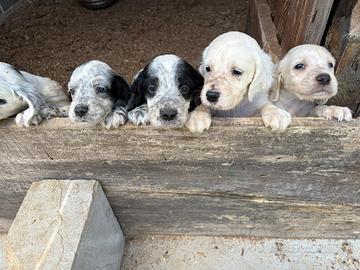 Cuccioli setter inglese