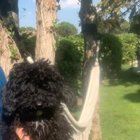 Barboncino
