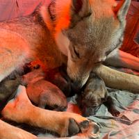 Cuccioli cane lupo cecoslovacco