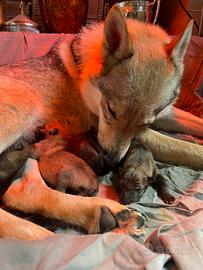Cuccioli cane lupo cecoslovacco