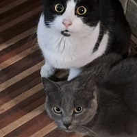 2 Gattini 1 grigio 1 bianco nero