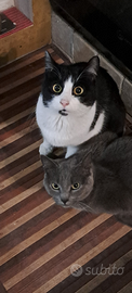 2 Gattini 1 grigio 1 bianco nero