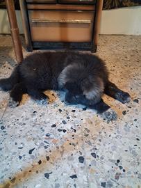 Mix tibetano maremmano