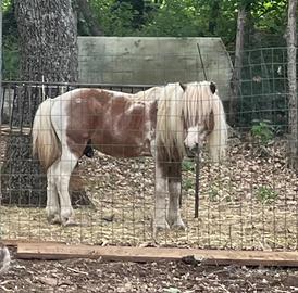 Pony maschio