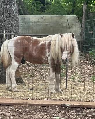 Pony maschio