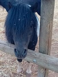 Pony