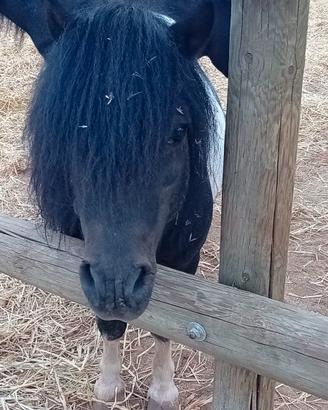 Pony