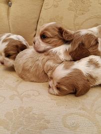 Cavalier king