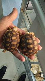 Coppia di tartarughe sulcata