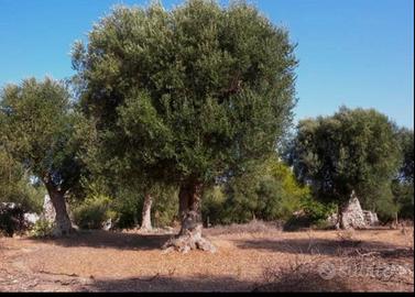 Terreno agricolo pianeggiante piantumato ad olivi