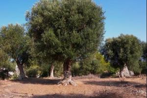 Terreno agricolo pianeggiante piantumato ad olivi