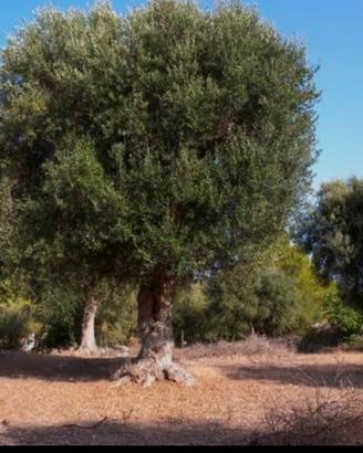 Terreno agricolo pianeggiante piantumato ad olivi