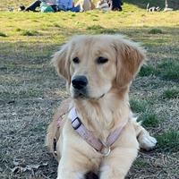 Cucciolo di Golden Retriever anglo-americano