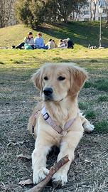 Cucciolo di Golden Retriever anglo-americano