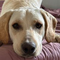 Meticci simil labrador/beagle