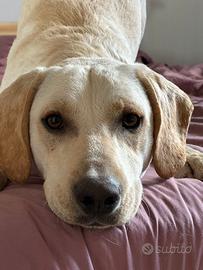 Meticci simil labrador/beagle