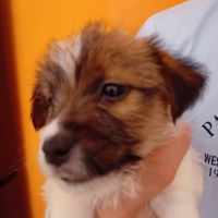 Jack Russell a pelo lungo