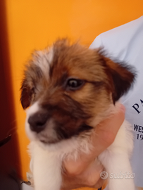 Jack Russell a pelo lungo