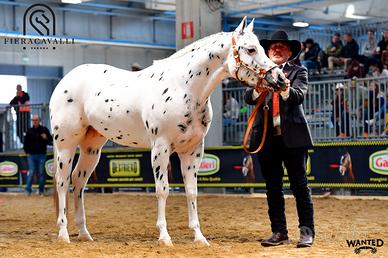 Stallone appaloosa