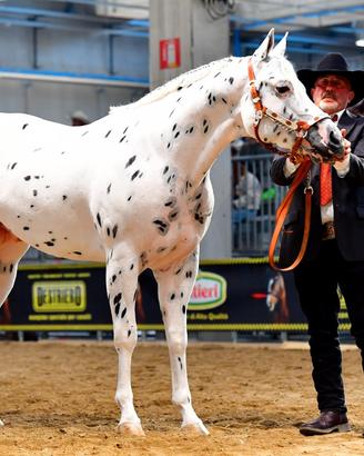 Stallone appaloosa