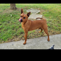 Pinscher nano accoppiamento