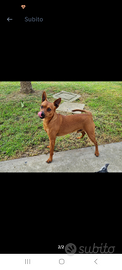 Pinscher nano accoppiamento